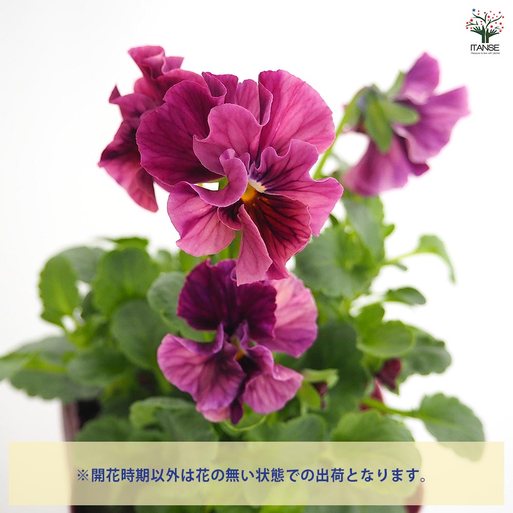 うえたコレクション パンジー・ビオラ マーブル2個~ 【花苗 3.5号】