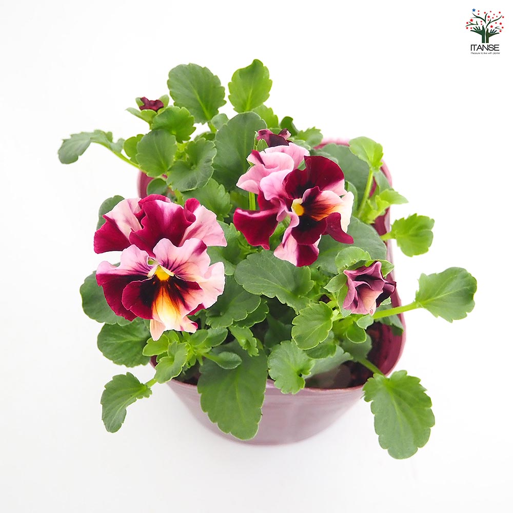 うえたコレクション パンジー・ビオラ マーブル2個～ 【花苗 3.5号