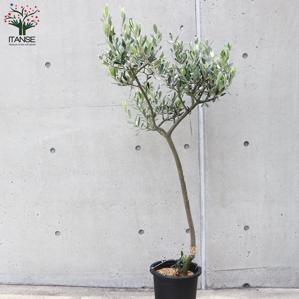 ベルリン 特大サイズ 人気のオリーブ ルッカ 587 樹高2.3m位 ベルリン