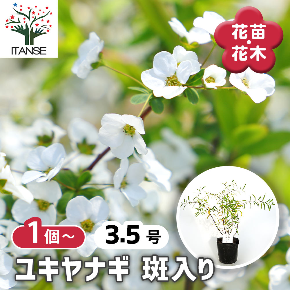 ユキヤナギ 斑入 【花木苗 3.5号】｜ 【植物のITANSE】全品送料