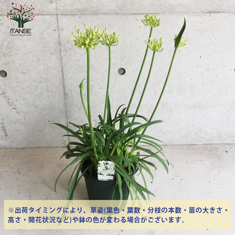 続・アガパンサス'サマーラブ🎵開花し...「庭」のアルバム-みんなの趣味の園芸2484199 アガパンサス サマーラブ ホワイト 5株