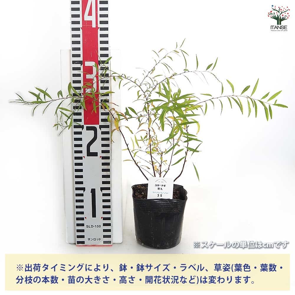 ユキヤナギ 斑入 【花木苗 3.5号】｜ 【植物のITANSE】全品送料