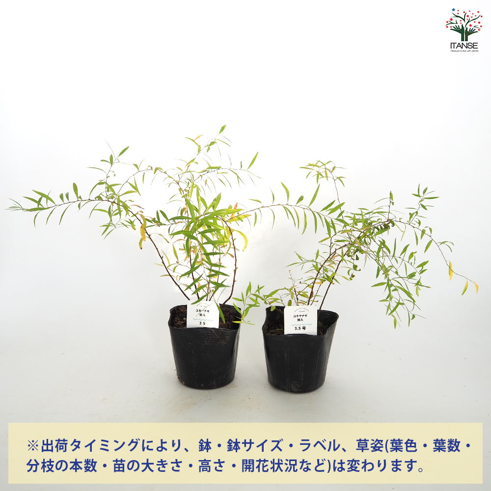 ユキヤナギ 斑入 【花木苗 3.5号】｜ 【植物のITANSE】全品送料