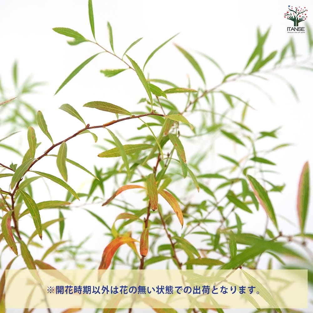 ユキヤナギ 斑入 【花木苗 3.5号】｜ 【植物のITANSE】全品送料