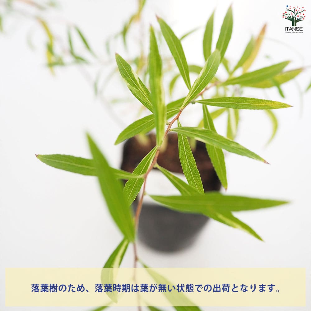 ユキヤナギ　抜き苗 Amazon.co.jp: ユキヤナギ（抜き苗）雪柳 ユキヤナギ苗木 : DIY・工具