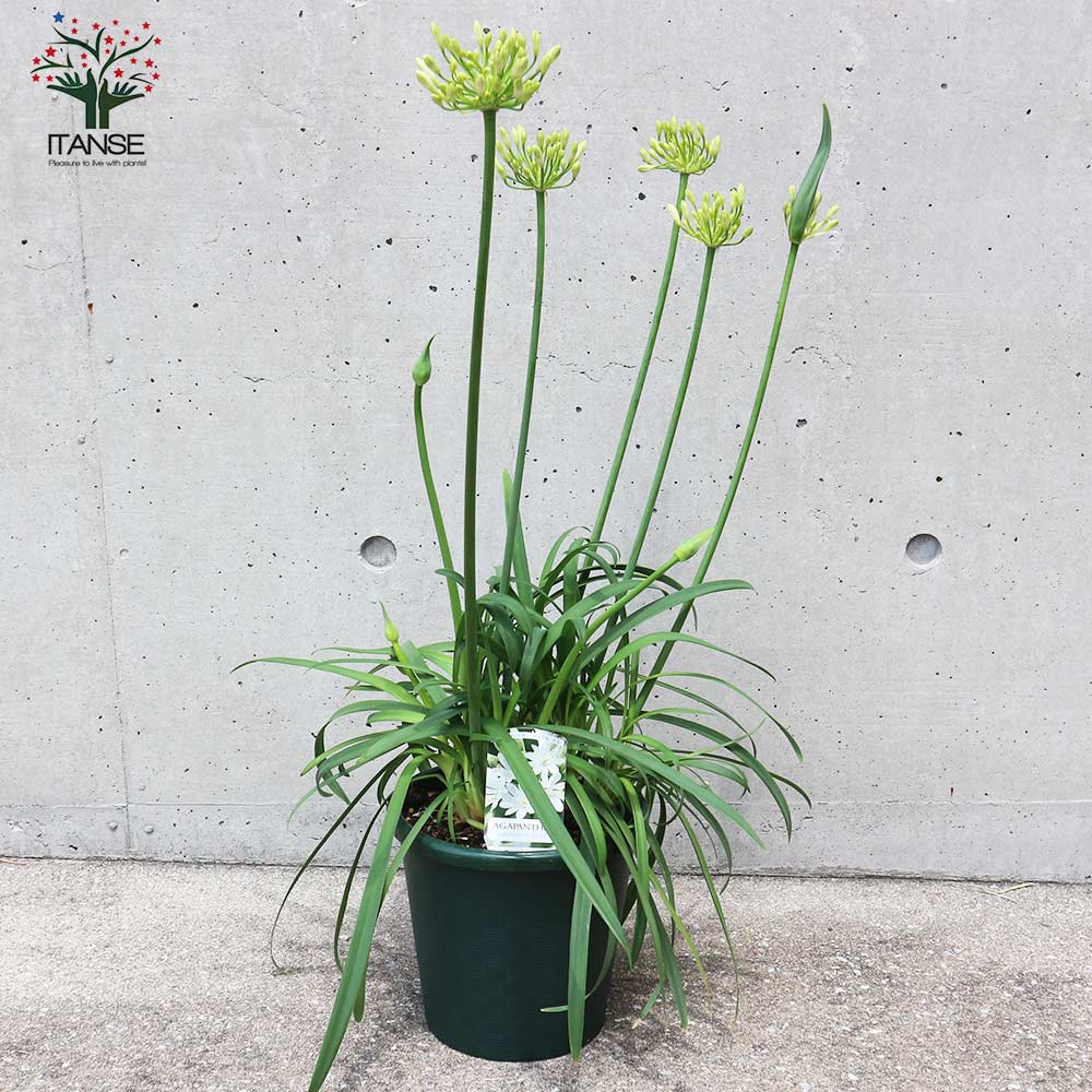 アガパンサス サマーラブ ホワイト【花苗 6号鉢 球根植物／1個売り