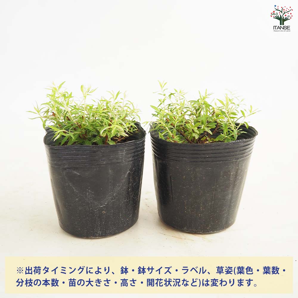 ユキヤナギ 斑入 【花木苗 3.5号】｜ 【植物のITANSE】全品送料