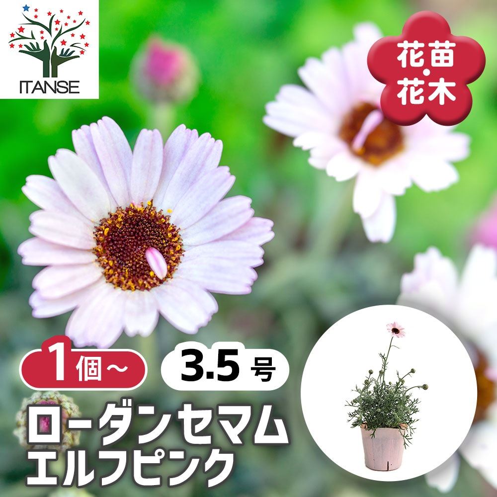 ローダンセマム エルフピンク 【花苗 3.5号】