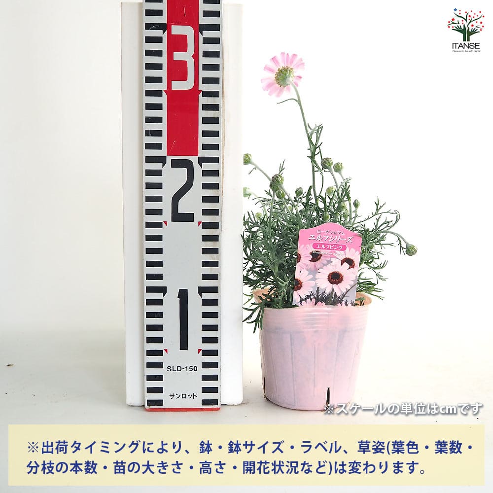 ローダンセマム エルフピンク 【花苗 3.5号】