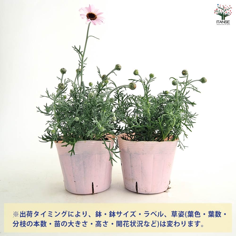 ローダンセマム エルフピンク 【花苗 3.5号】