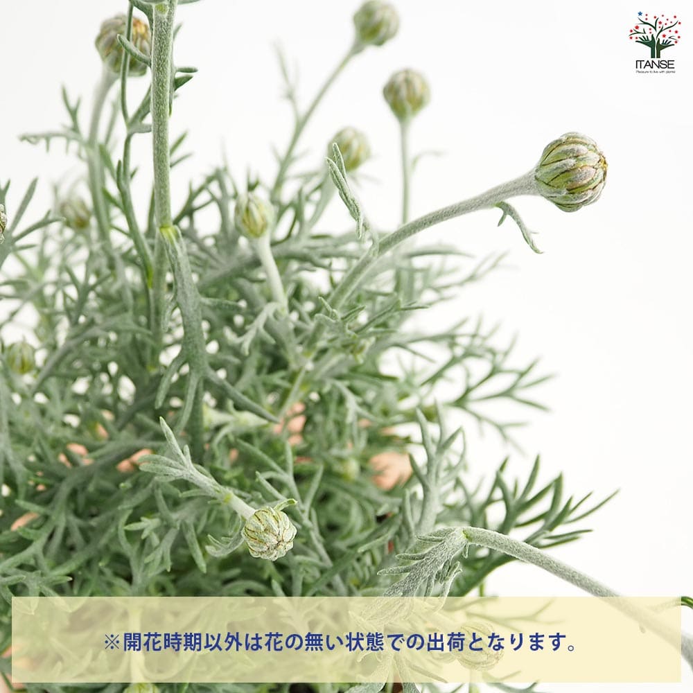 ローダンセマム エルフピンク 【花苗 3.5号】