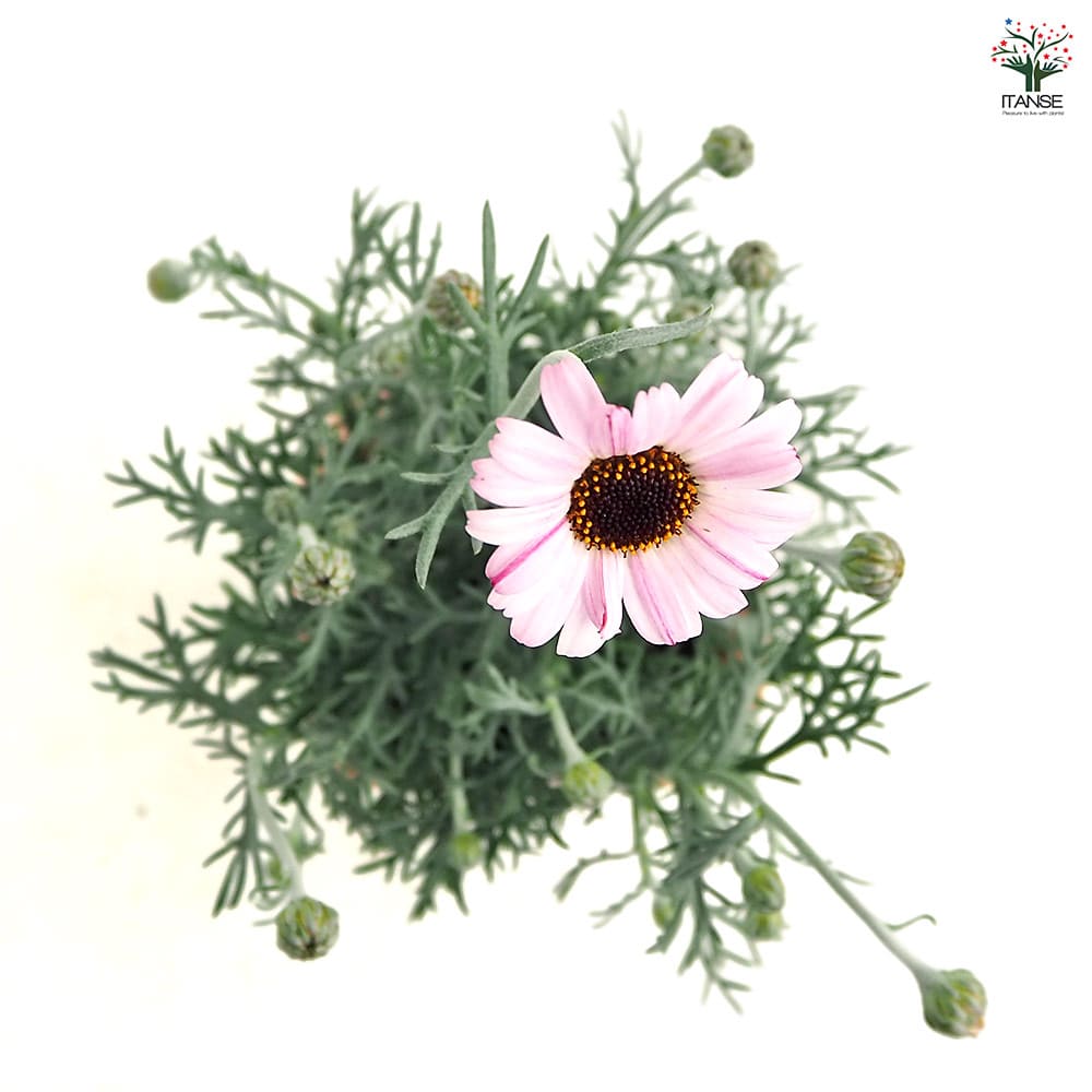 ローダンセマム エルフピンク 【花苗 3.5号】