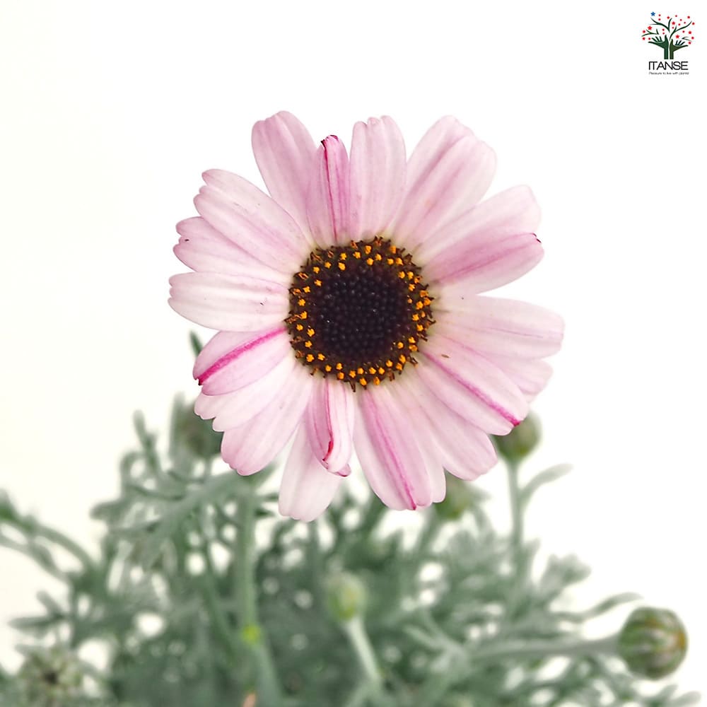 ローダンセマム エルフピンク 【花苗 3.5号】