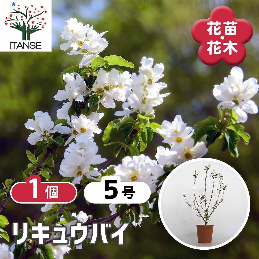 利休梅(リキュウバイ) 【花木苗 5号／1個売り】｜ 【植物の