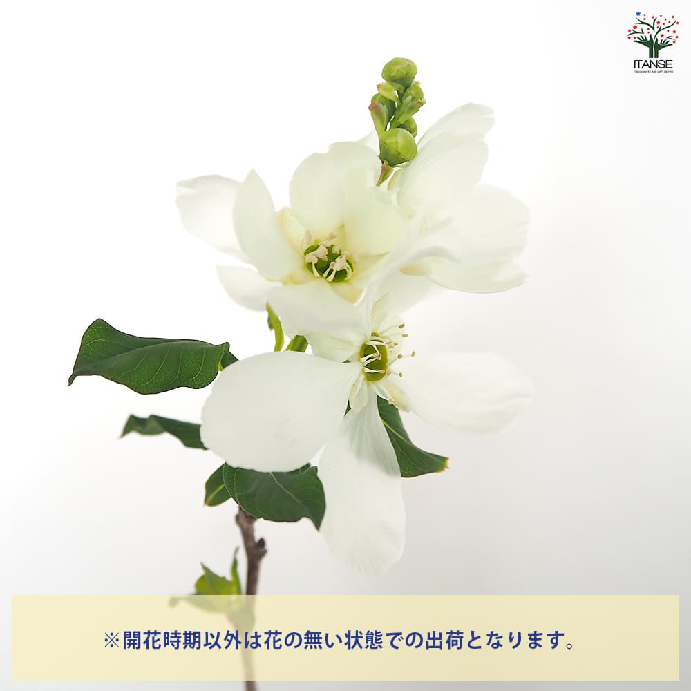 利休梅(リキュウバイ) 【花木苗 5号／1個売り】｜ 【植物の