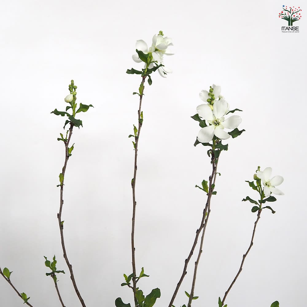 利休梅(リキュウバイ) 【花木苗 5号／1個売り】｜ 【植物の