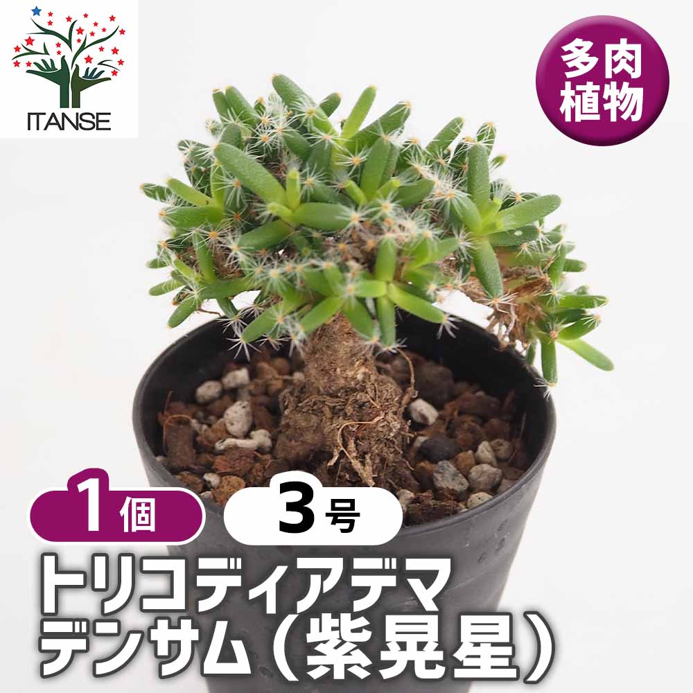 トリコディアデマ デンサム 紫晃星 【多肉植物 3号／1個売り