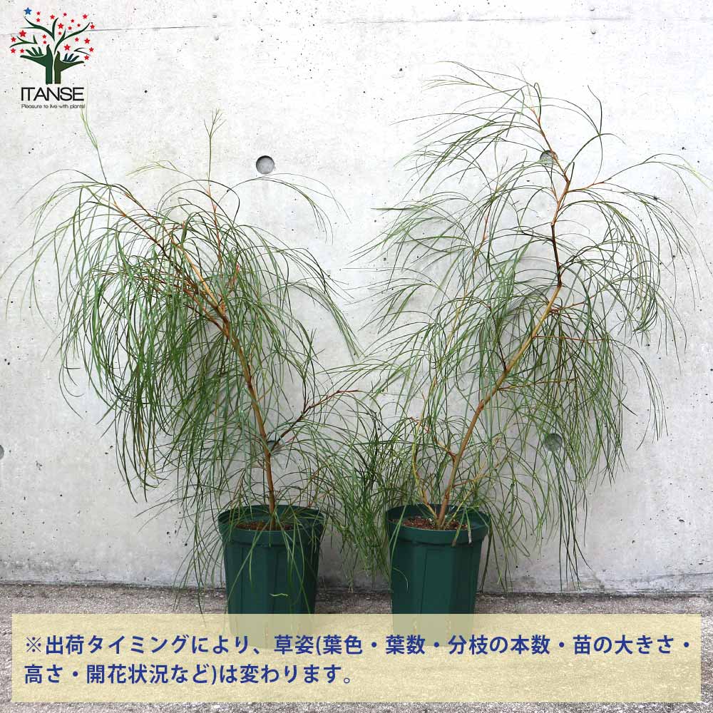 グレビレア ロンギスティーラエレガンス【庭木 5号ポット苗／1個売り