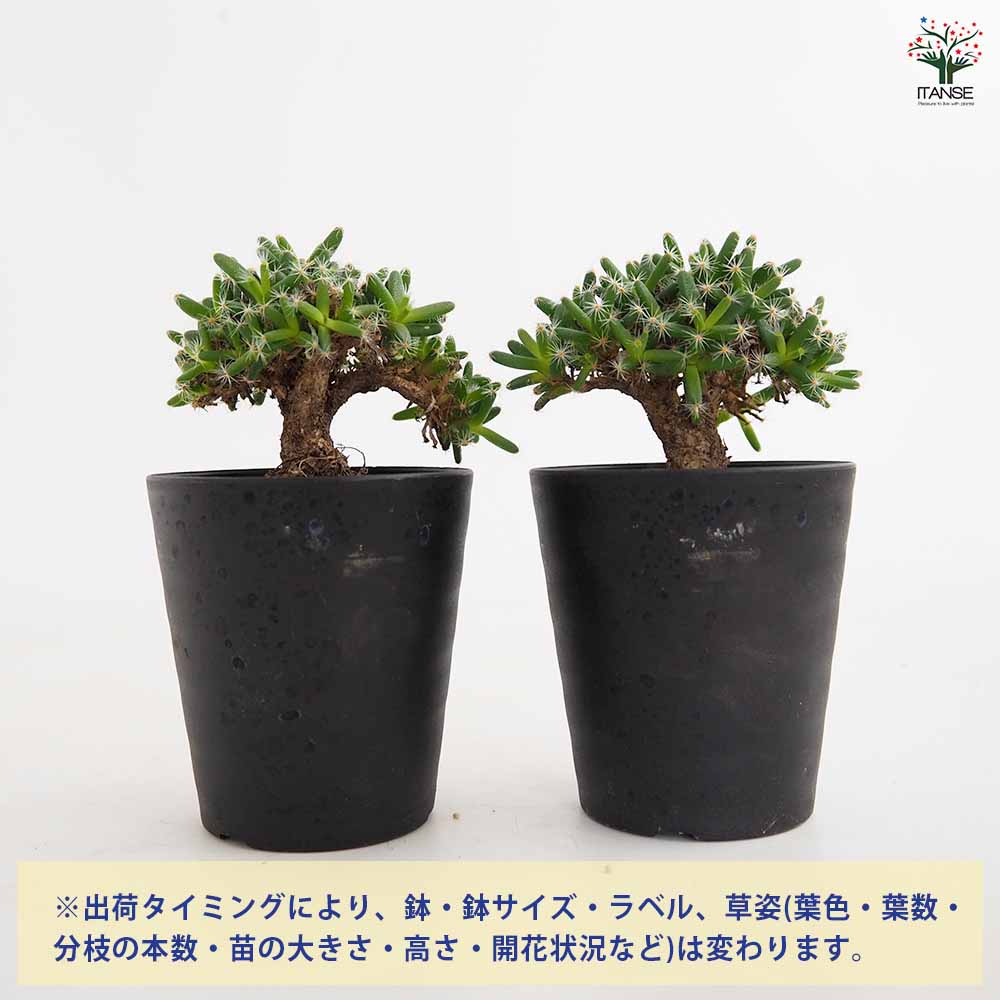トリコディアデマ デンサム 紫晃星 【多肉植物 3号／1個売り