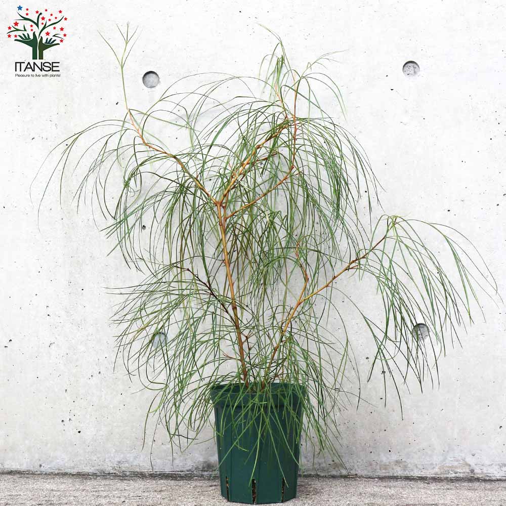 ボリューム苗　グレビレアロンギスティーラエレガンス　ポット鉢植え　苗　レア品種 ボリューム苗 グレビレアロンギスティーラエレガンス ポット