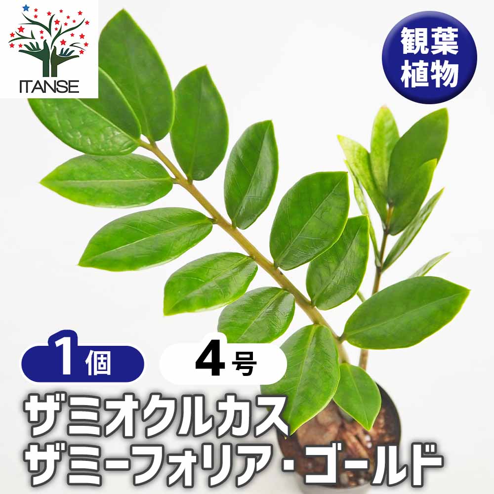 ザミオクルカス ザミーフォリア ゴールド 【観葉植物 3号／1個売り】