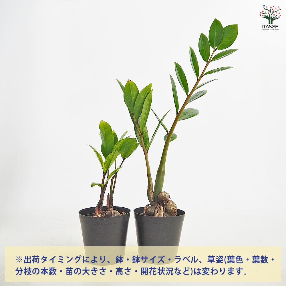 ザミオクルカス ザミーフォリア ゴールド 【観葉植物 3号／1個売り】