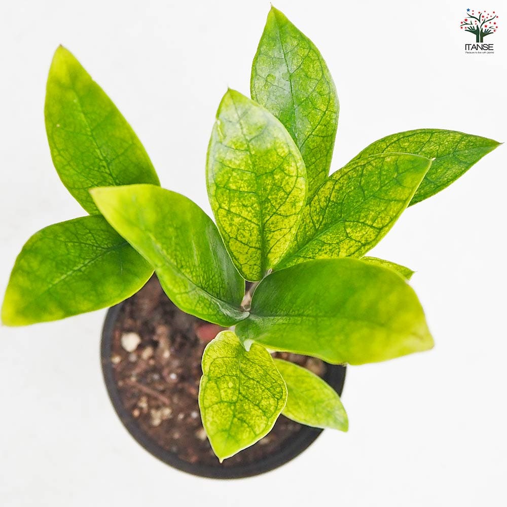 ザミオクルカス ザミーフォリア ゴールド 【観葉植物 3号／1個売り】