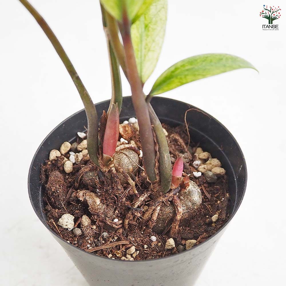 ザミオクルカス ザミーフォリア ゴールド 【観葉植物 3号／1個売り】