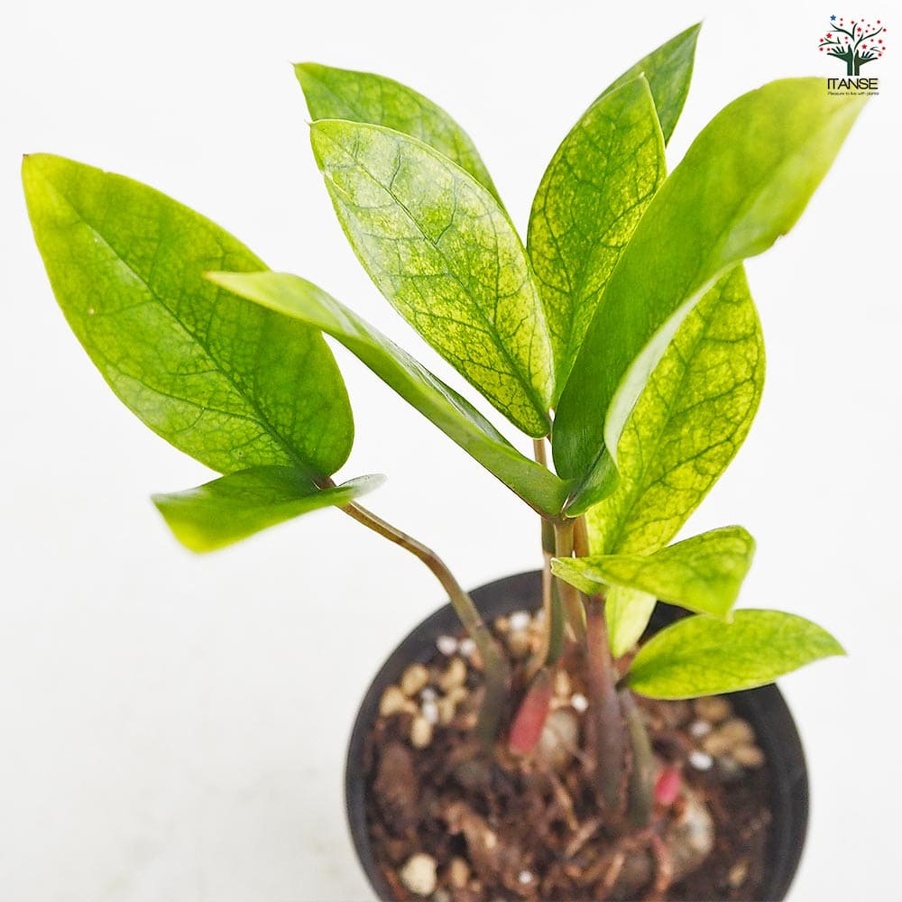 ザミオクルカス ザミーフォリア ゴールド 【観葉植物 3号／1個売り