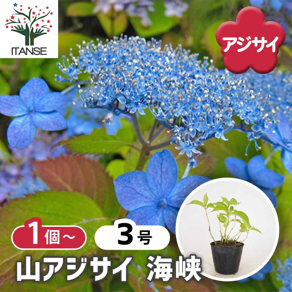 山アジサイ 海峡 【花木苗 3号】｜ 【植物のITANSE】全品送料