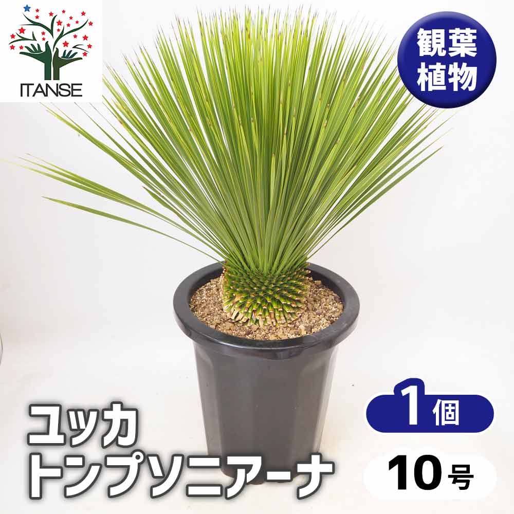 ユッカ トンプソニアーナ 【 観葉植物 10号 ／1個売り 】｜ 【植物の