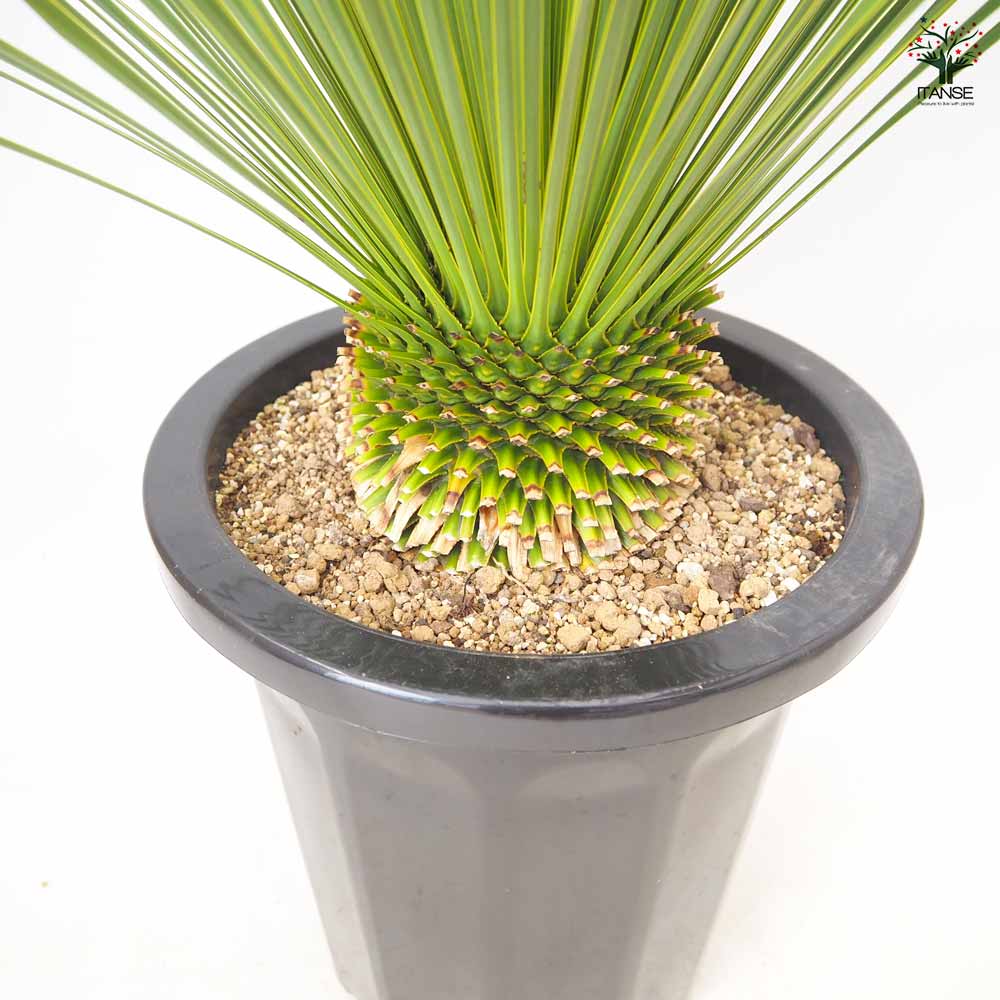ユッカ トンプソニアーナ 【 観葉植物 10号 ／1個売り 】｜ 【植物の