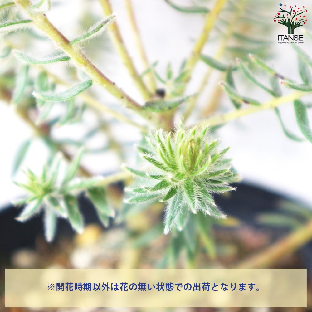 フィリカ プベッセンス ワフトフェザー【花苗 5号鉢／1個売り