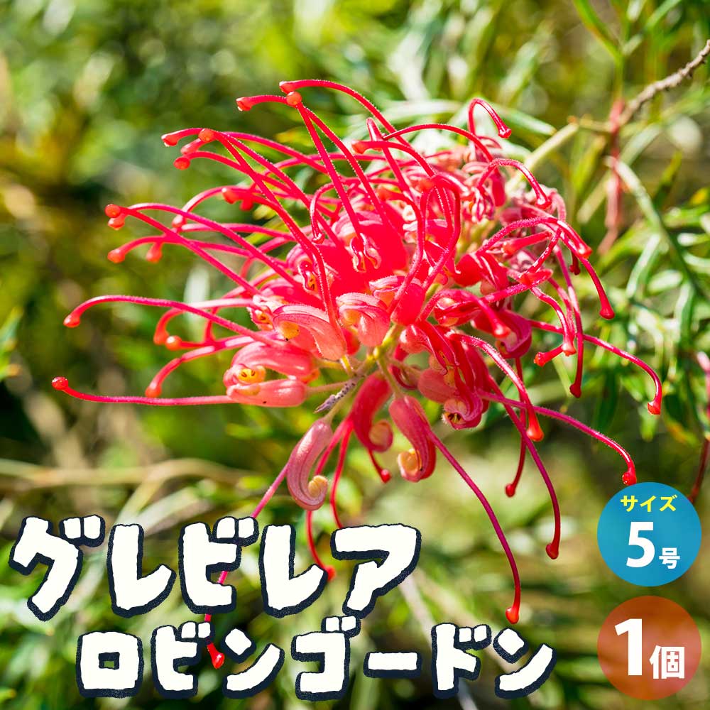 専用グレビレア「ロビンゴードン」つぼみあり ザ・ファームセレクト]グレビレア：ロビンゴードン 7号鉢植え の