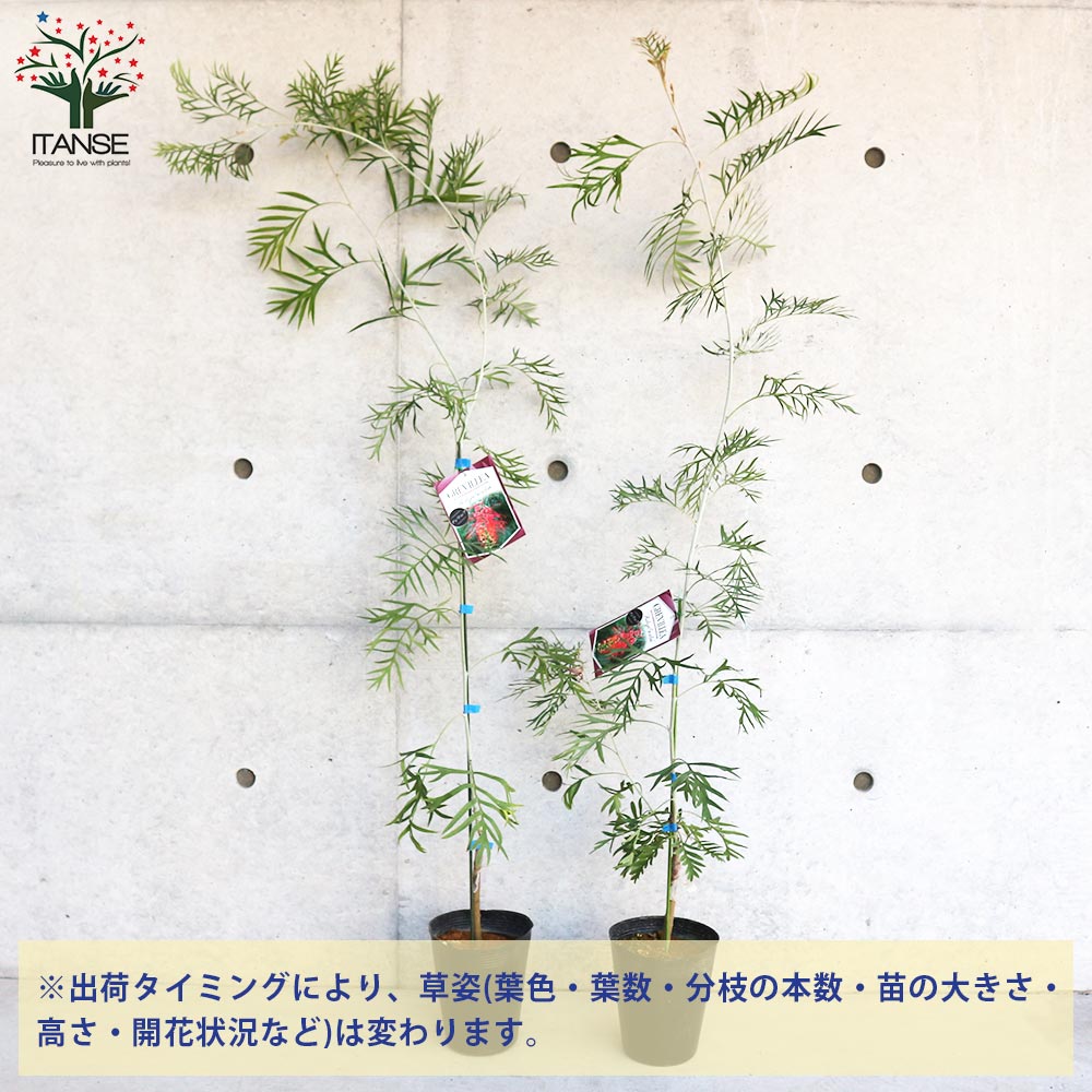 グレビレア ロビンゴードン8号ポット花付き大株 グレビレア ロビンゴードン8号ポット花付き大株