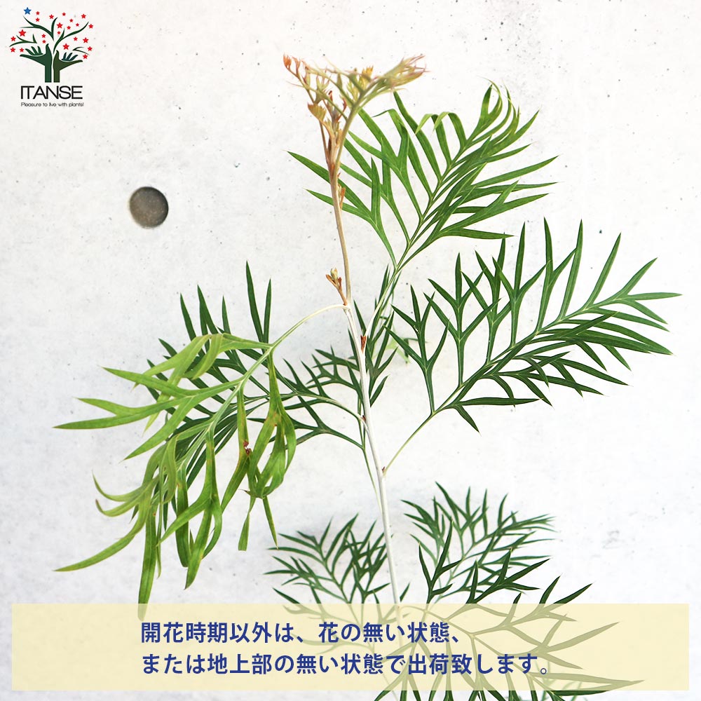 グレビレア ロビンゴードン【花苗 5号ポット／1個売り】｜ 【植物の