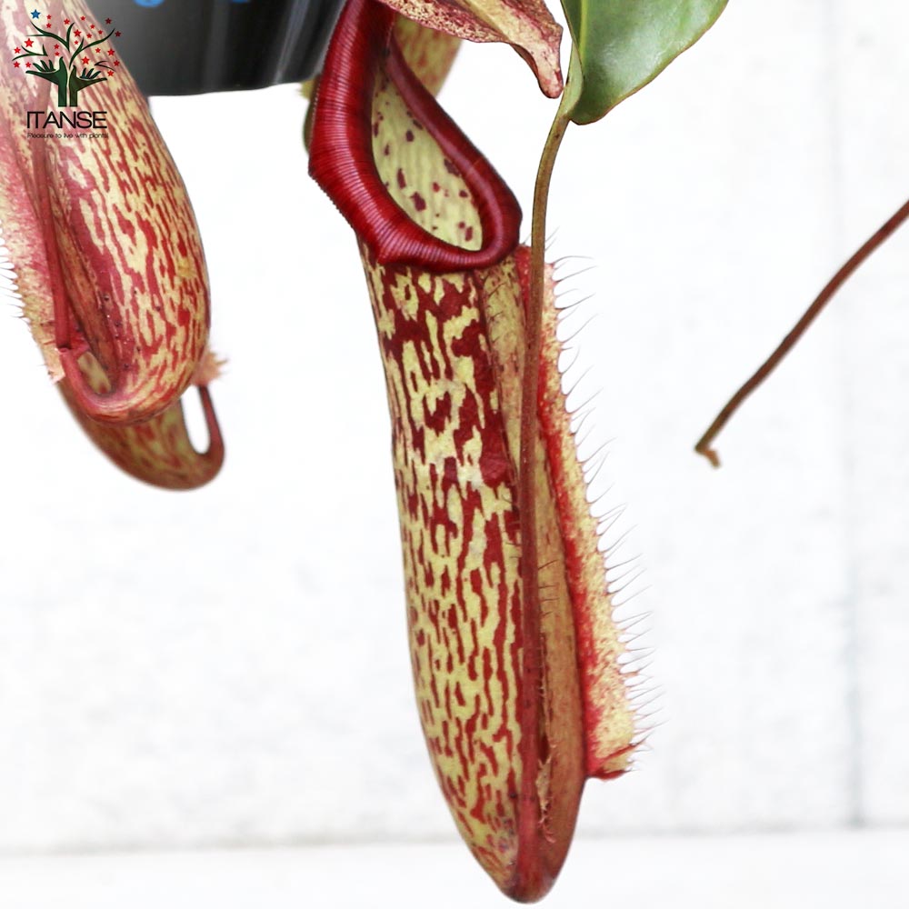 ネペンテス ミランダ【観葉植物 5号吊り鉢／1個売り】｜ 【植物の