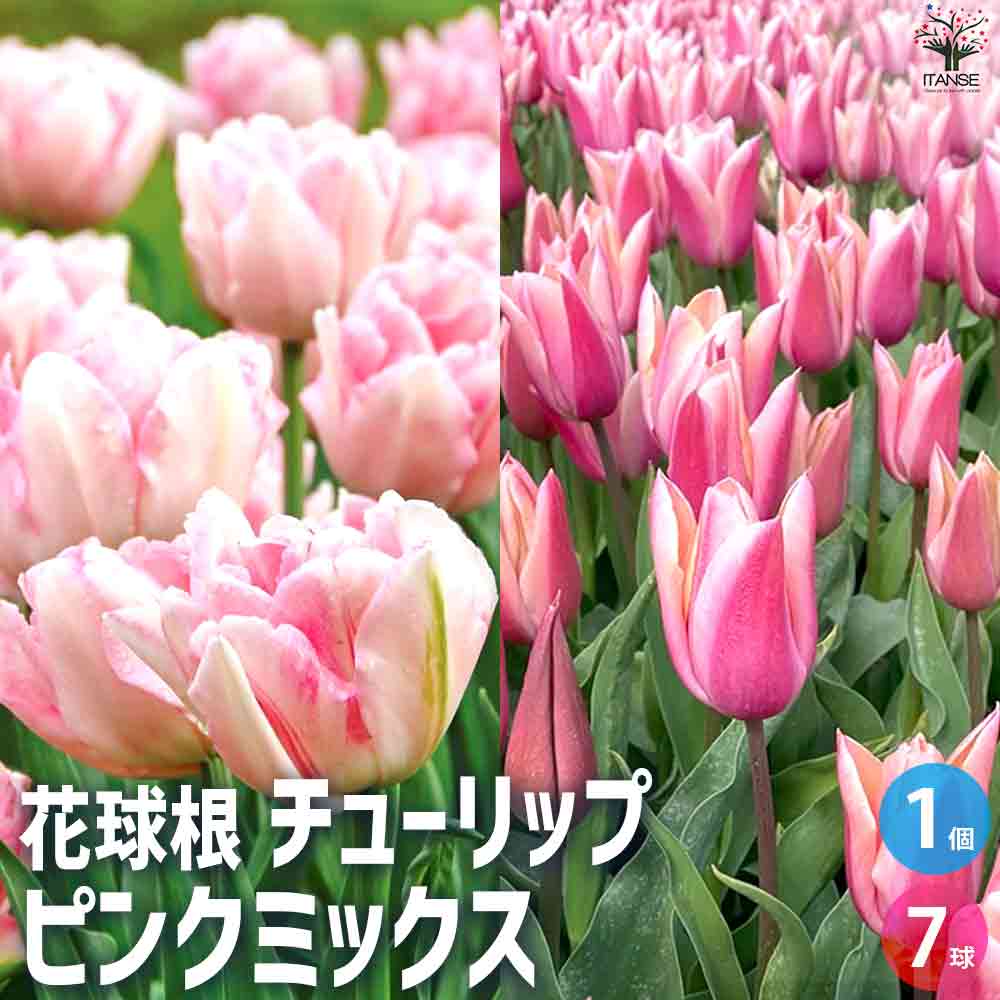 チューリップ ピンクミックス