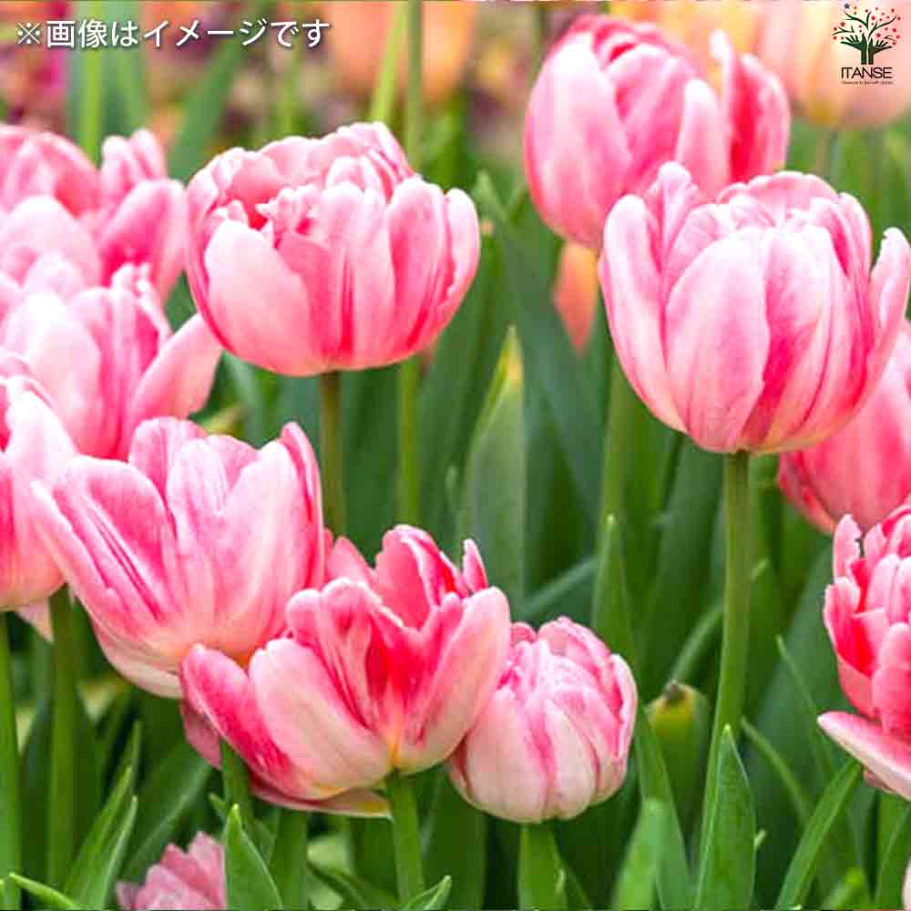 球根 チューリップ ピンクミックス 【花苗 7球／1個売り】｜ 【植物の