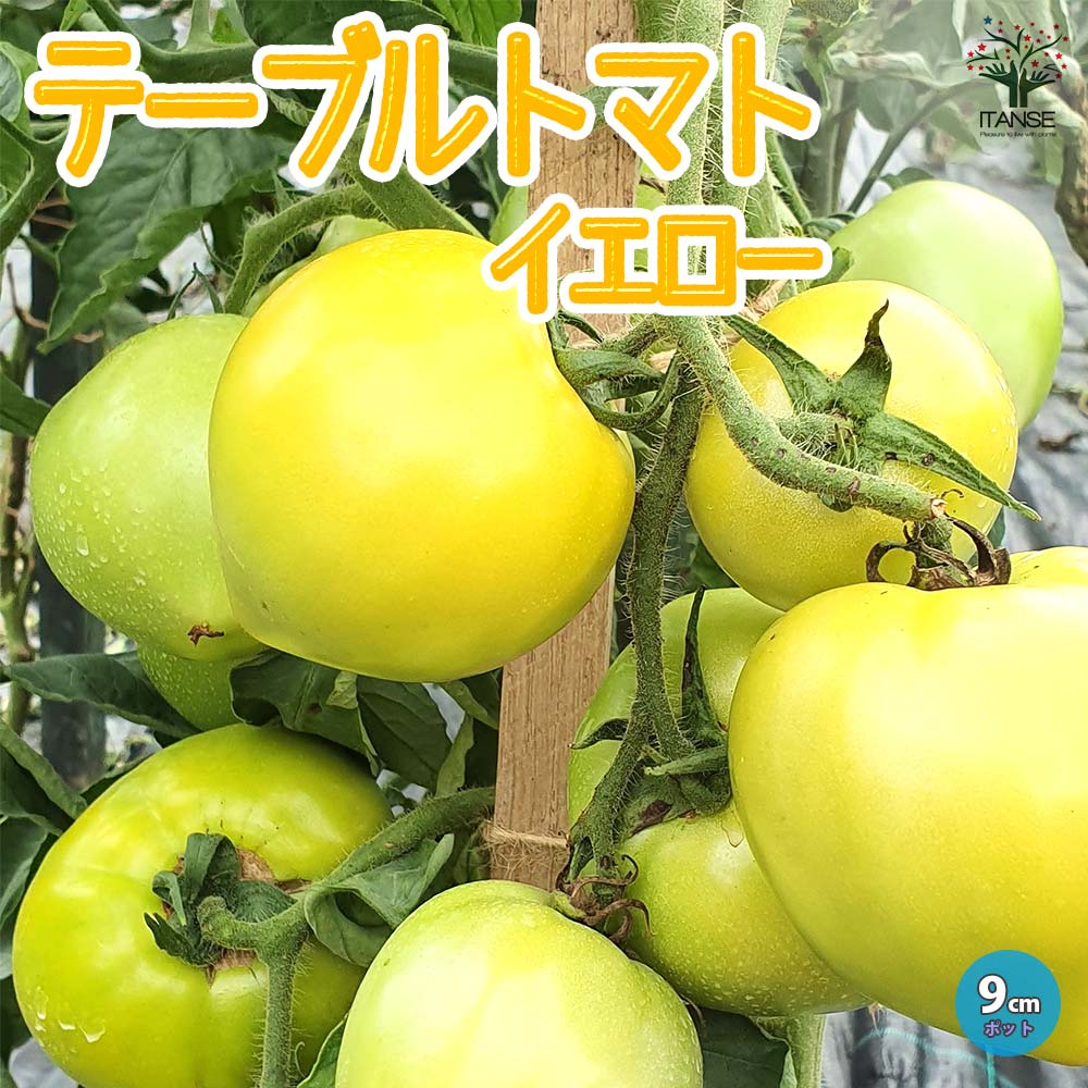 テーブルトマト イエロー ミニトマト苗2個～【9cmポット自根苗／黄色実】