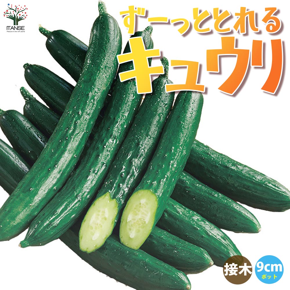 きゅうりの苗 ずーっととれるキュウリ 接木苗2個～【野菜の苗 9cmポット】