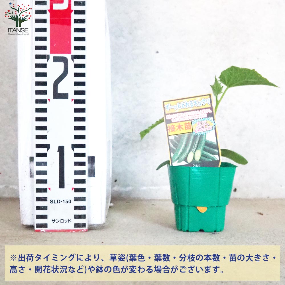 きゅうりの苗 ずーっととれるキュウリ 接木苗2個～【野菜の苗 9cmポット】