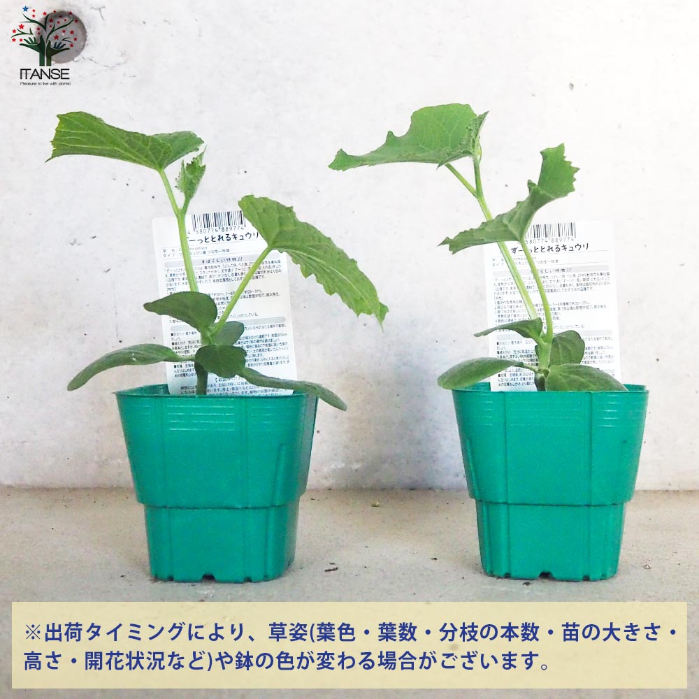 きゅうりの苗 ずーっととれるキュウリ 接木苗2個～【野菜の苗 9cmポット】
