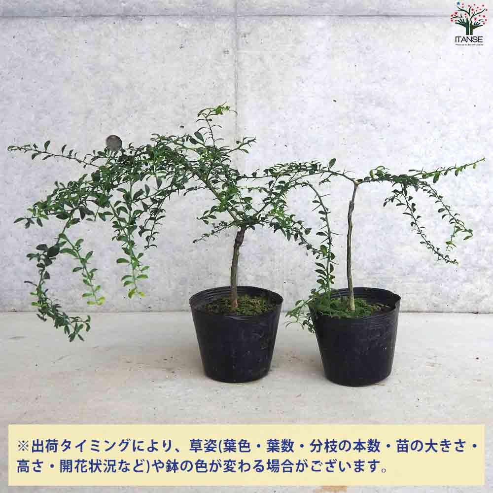 フィンガーライム エマ 【果樹の苗木 4.5号ポット／1個売り】