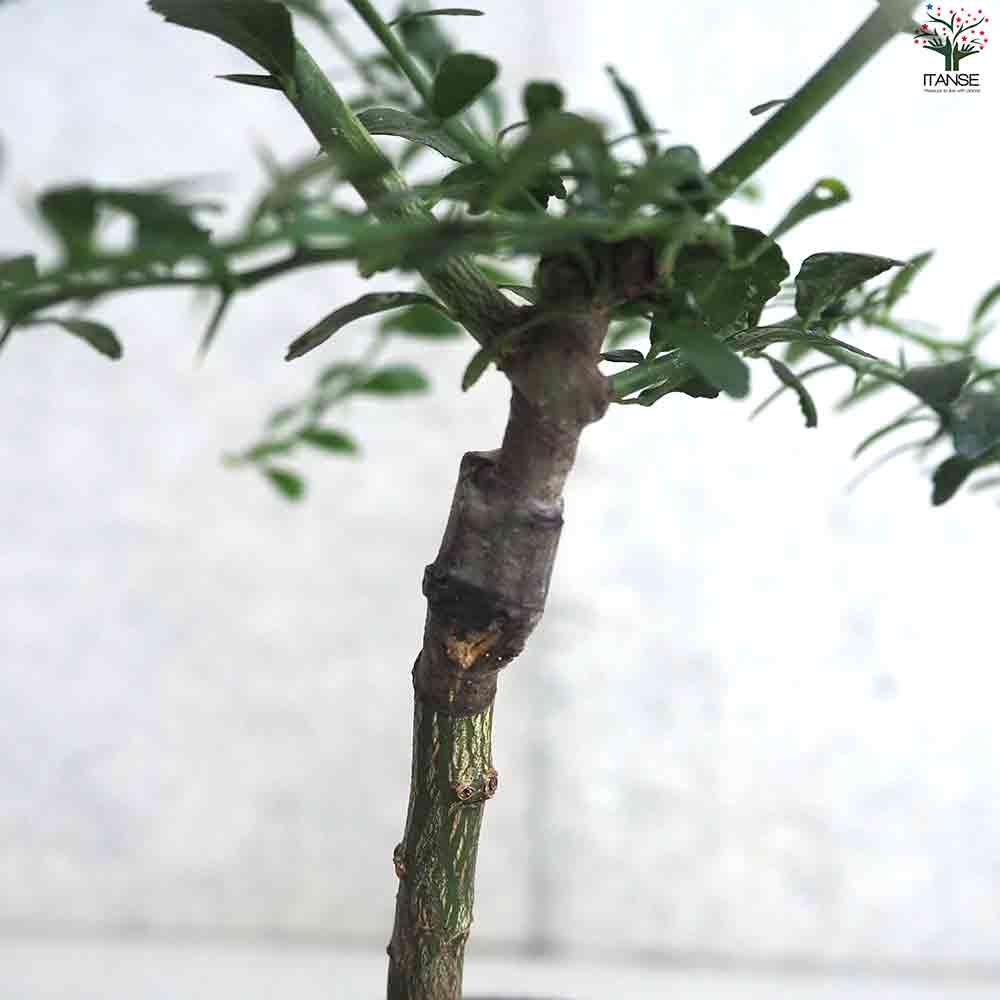 フィンガーライム エマ 【果樹の苗木 4.5号ポット／1個売り】