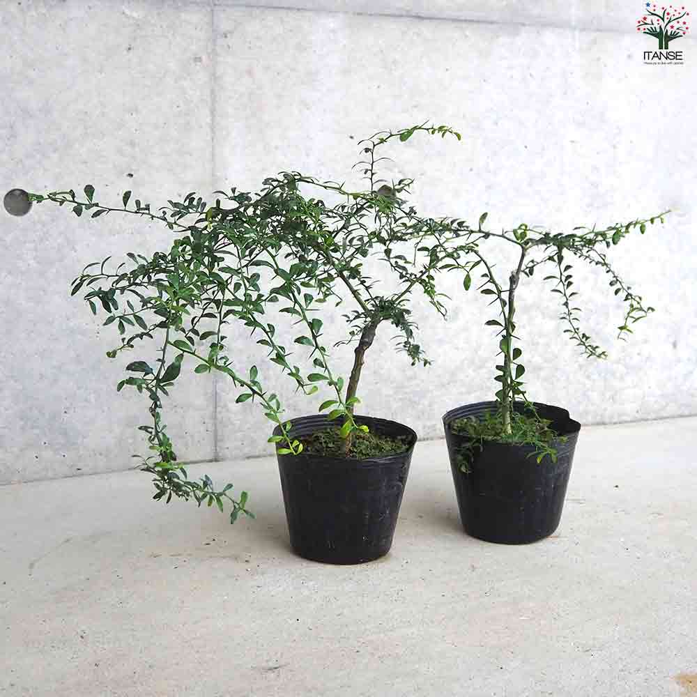 フィンガーライム エマ 【果樹の苗木 4.5号ポット／1個売り】