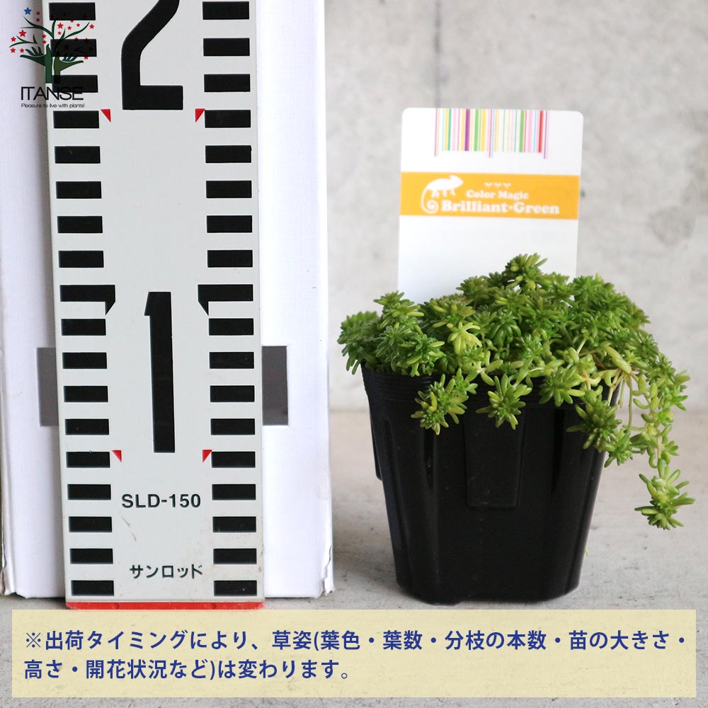 セダム・モリムラマンネングサ2個～【多肉植物 3号ポット苗 グランドカバー】