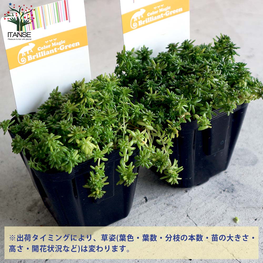 セダム・モリムラマンネングサ2個～【多肉植物 3号ポット苗 グランドカバー】