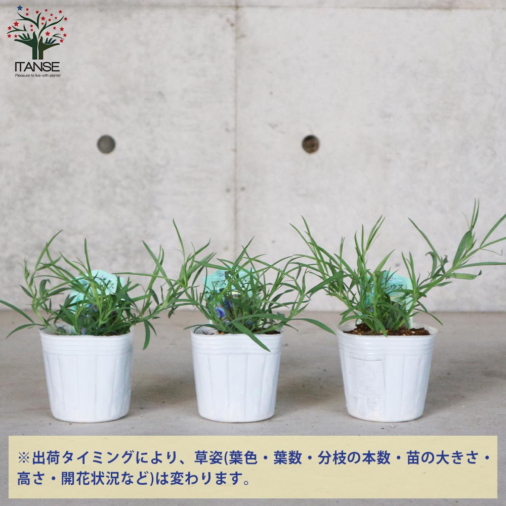スイートピー・アズレウス【花苗 3.5号ポット苗】｜ 【植物の