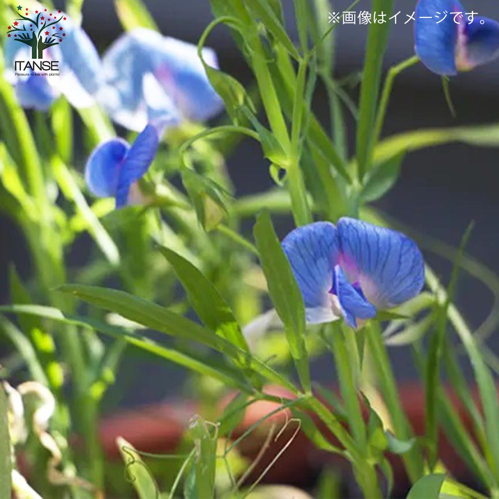 スイートピー・アズレウス【花苗 3.5号ポット苗】｜ 【植物の
